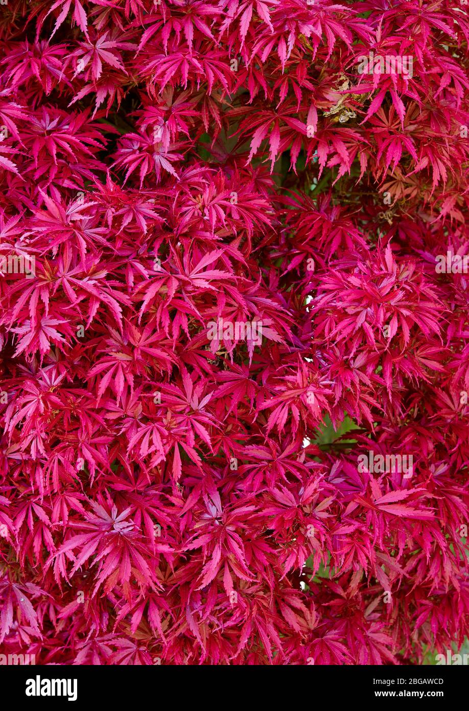 Acer palmatum japanese maple hi-res stock photography and images - Alamy