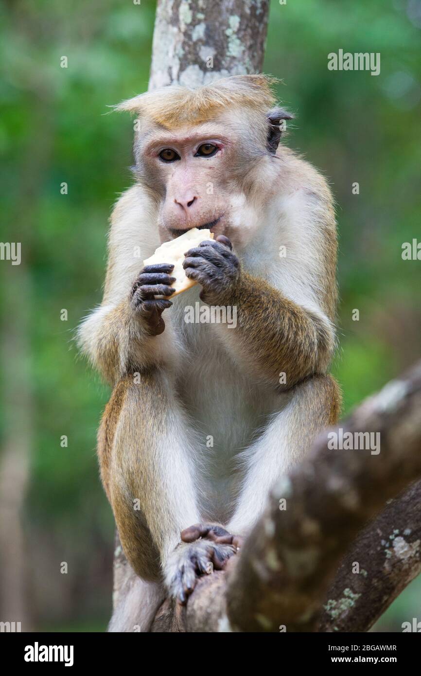 Bonnet macaque monkeys eating. A monkey is eating sitting on a branch of a  tree. Sri Lanka Stock Photo - Alamy