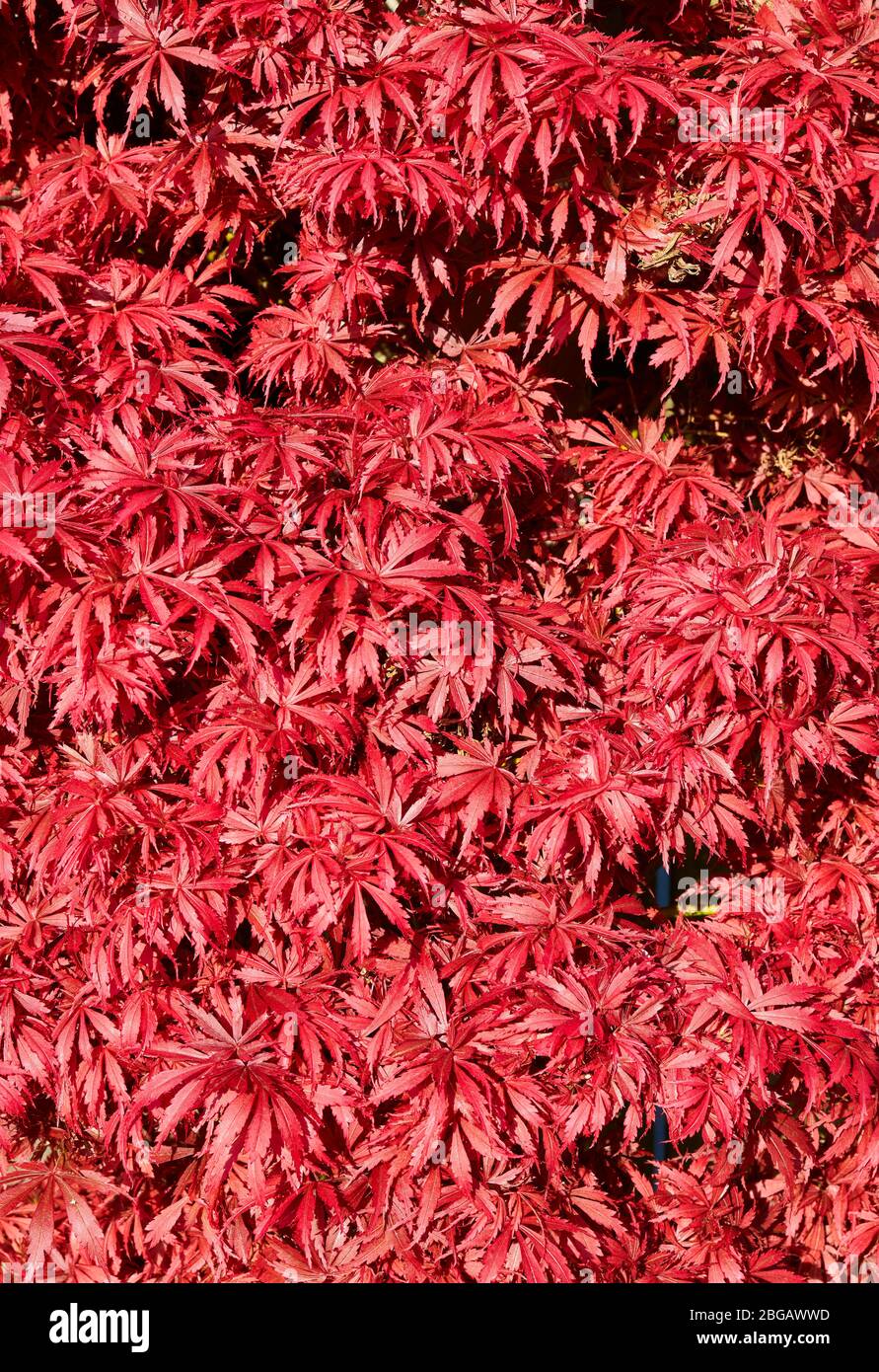 Acer palmatum japanese maple hi-res stock photography and images - Alamy