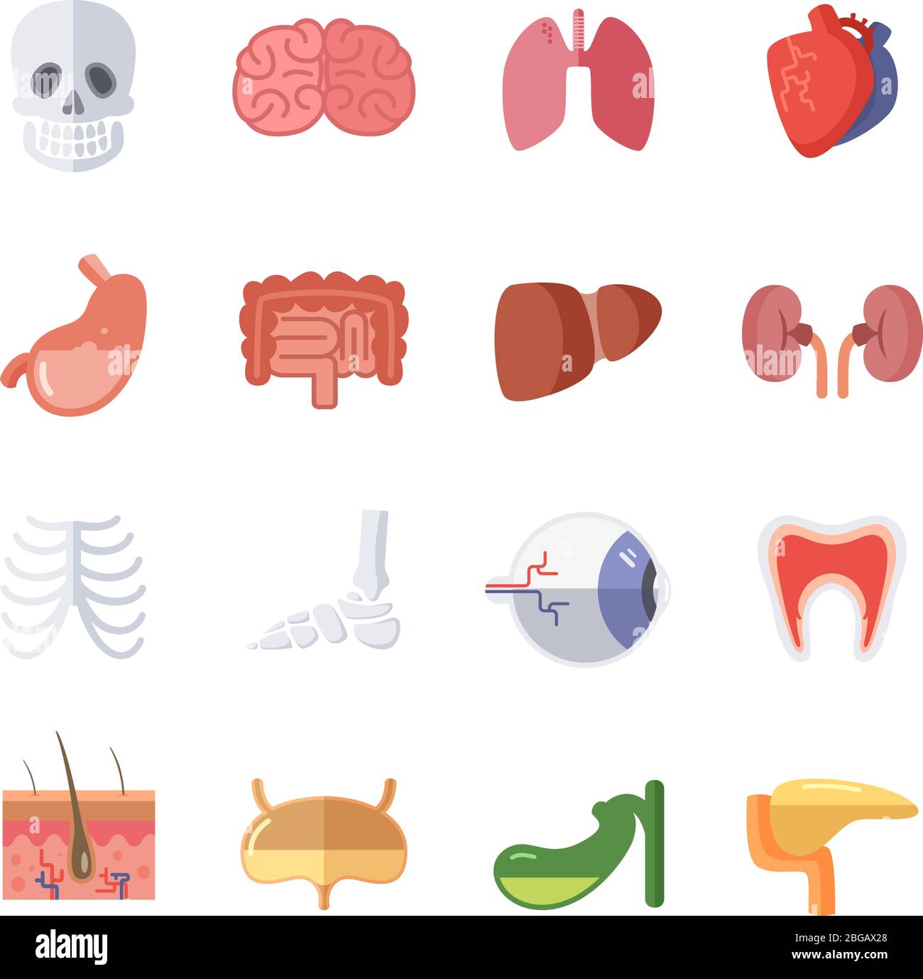 Male and female anatomy. Vector illustration set of human organs Stock Vector