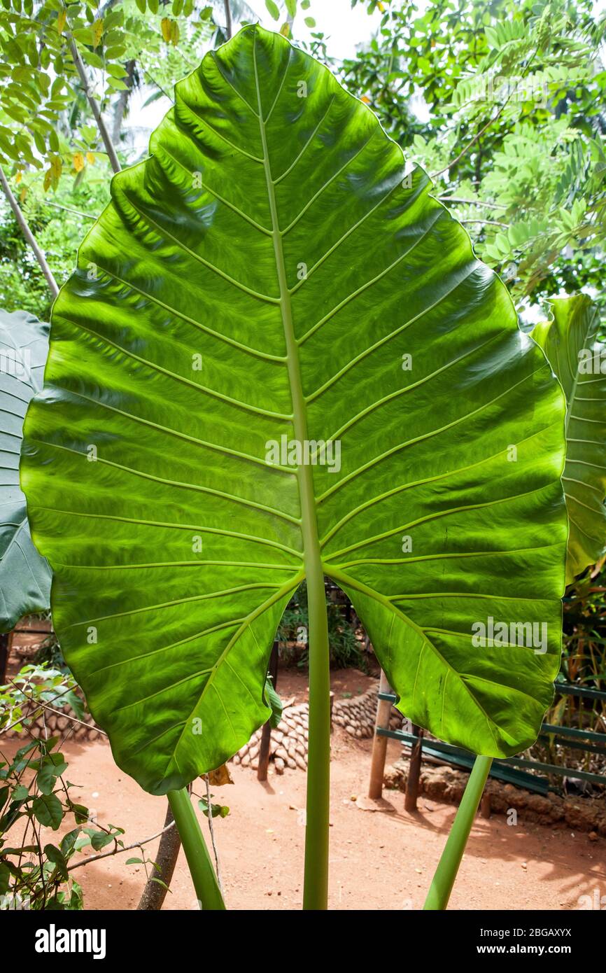 Xanthosoma, elephant's ear. Green giant leaf. Xanthosoma is a genus of
