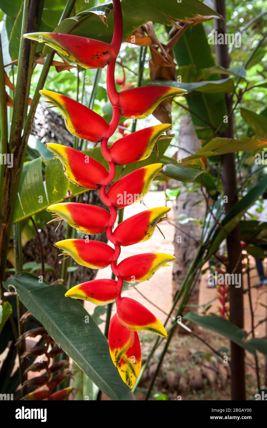 Heliconia rostrata (also known as Hanging Lobster Claw or False Bird of Paradise) is an herbaceous perennial. Stock Photo