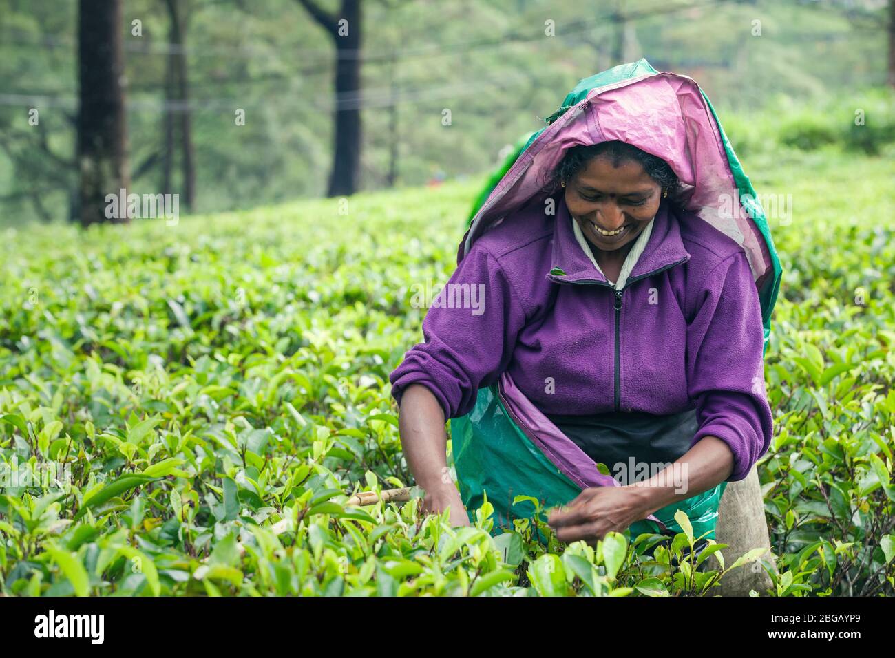 Nuwara Eliya, Sri Lanka. July 25, 2016: Woman working on Sri Lankan tea plantation. A woman from Nuwara Eliya is picking tea leaves at a plantation in Stock Photo