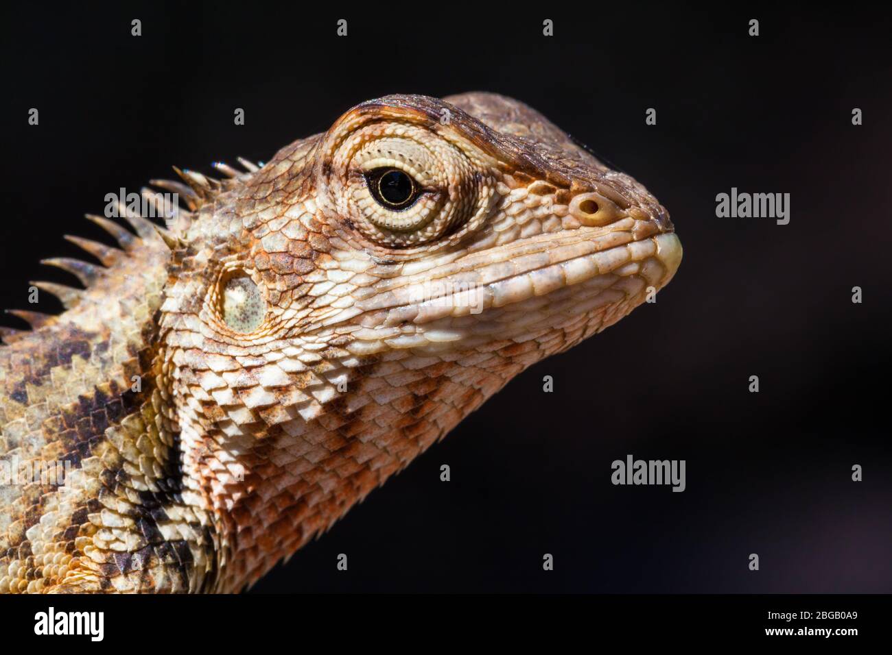 Agamid lizard. Agamidae. Asian lizard. Close up shot taken with ...