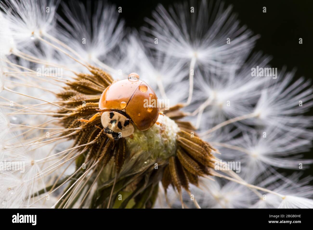 Ladybug sitting on flower. Red ladybug on dandelion. Shallow depth of field, focus on insect. Ladybird sitting on dandelion flower. Stock Photo