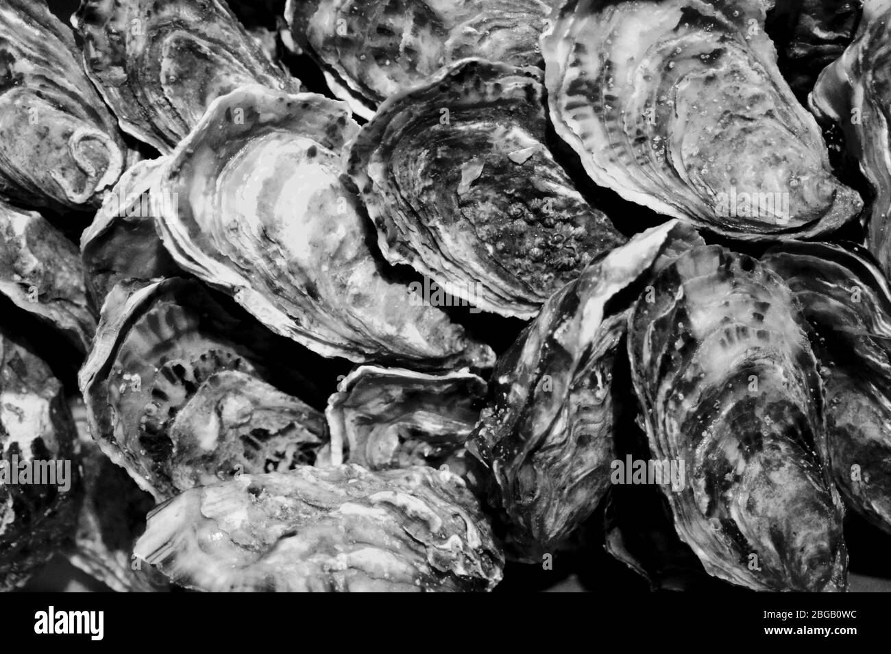 Pearl oysters Black and White Stock Photos & Images Alamy