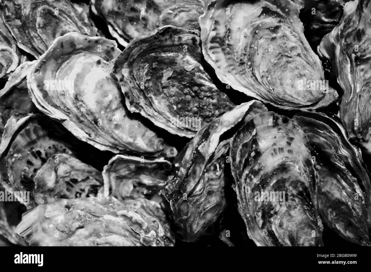 Pearl oysters Black and White Stock Photos & Images Alamy