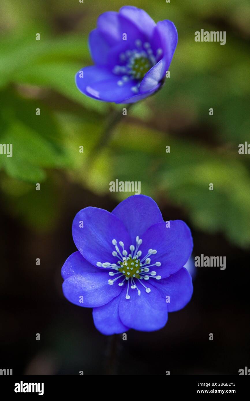 Liverwort flower, Anemone hepatica, in a forest at the Island Jeløy, Moss kommune, Norway. Stock Photo