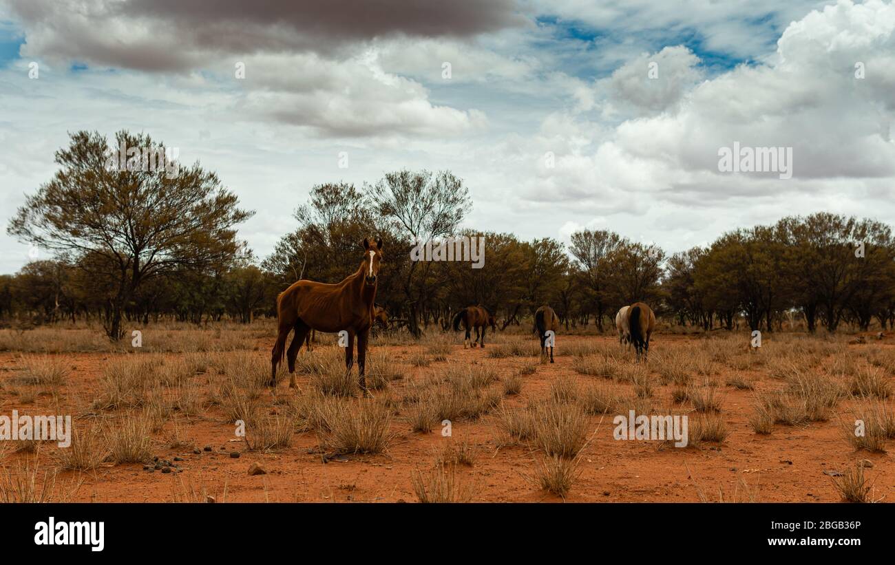 Wild horses in a Aboriginal comunity, in the Tanami desert of Australia Stock Photo