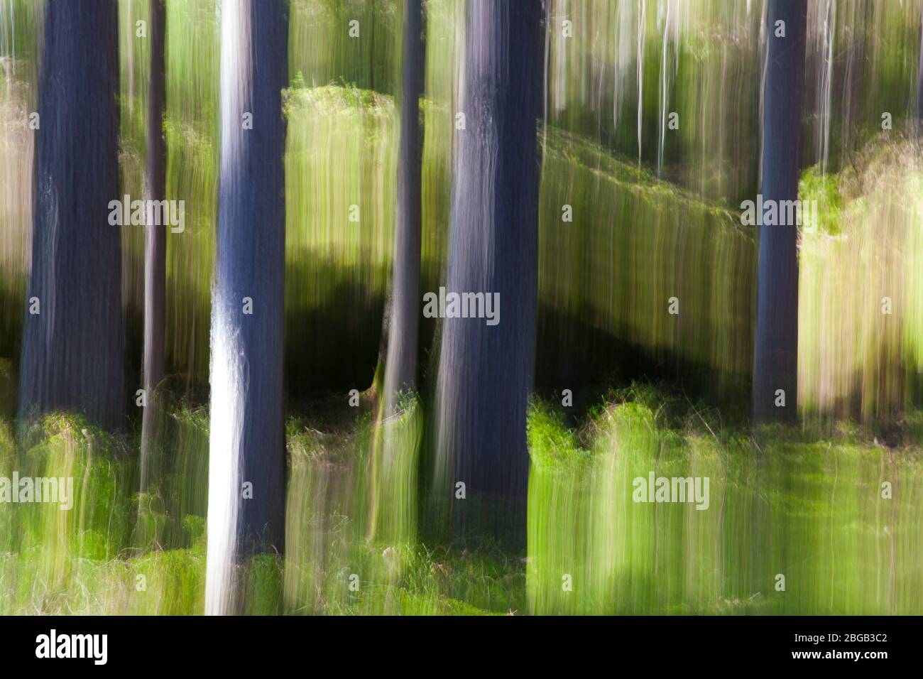 Abstracted spruce forest near the lake Vansjø in Østfold, Norway. Stock Photo