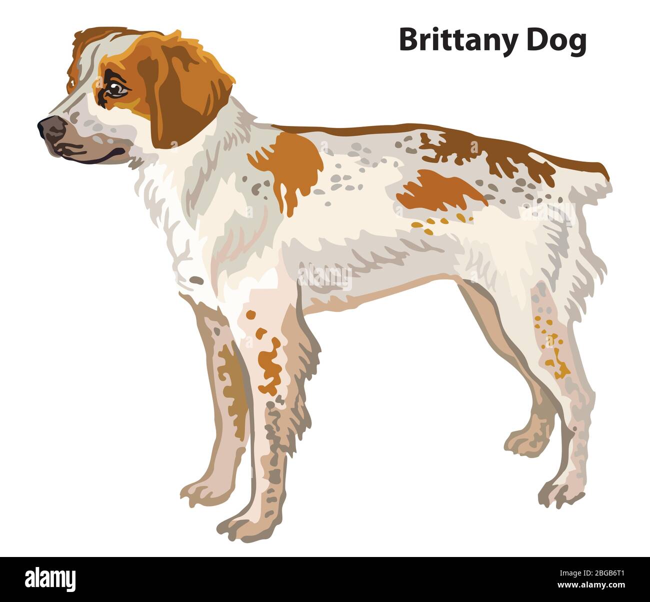 Colorful decorative portrait of standing in profile Brittany Dog, vector isolated illustration on white background. Stock illustration Stock Vector