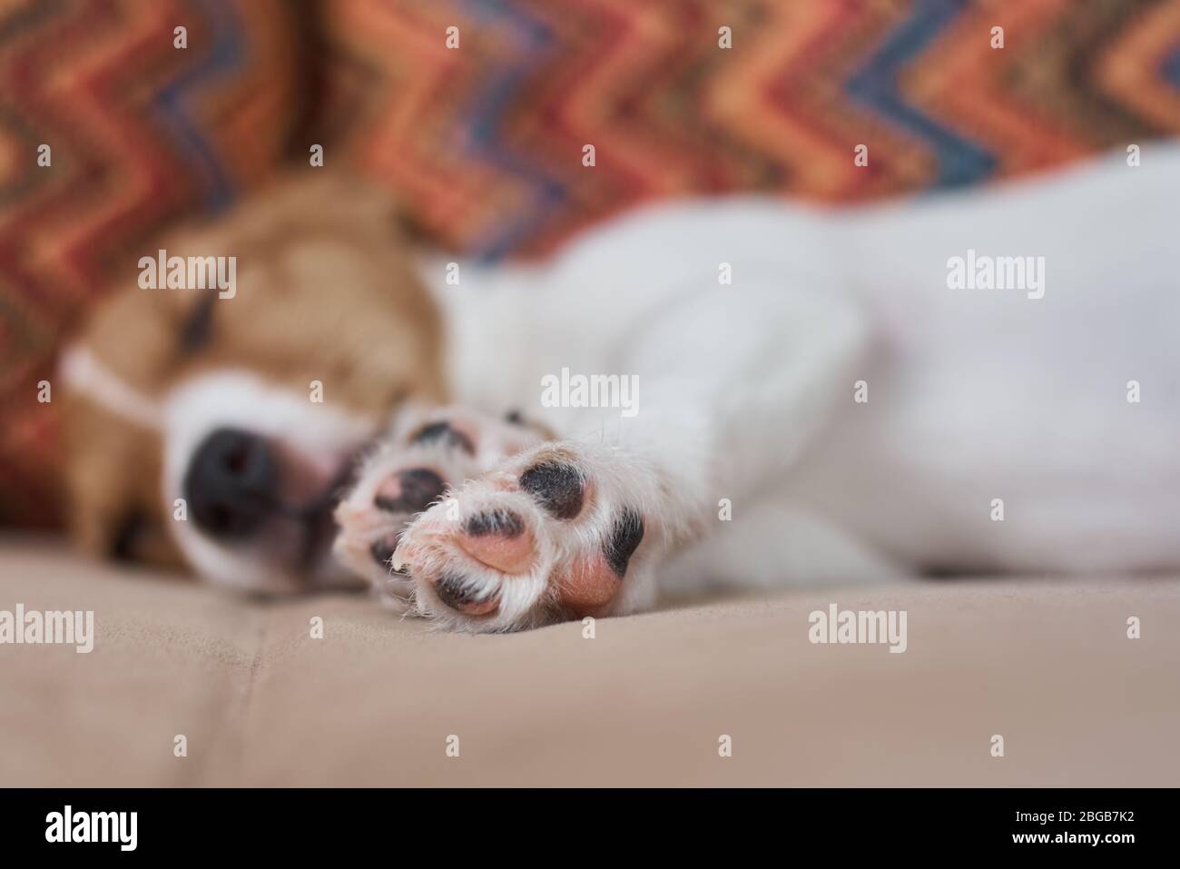 Sleeping jack russel terrier puppy dog on sofa, focus on paw Stock