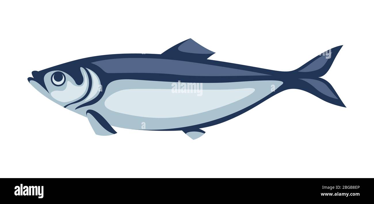 Illustration of herring fish. Pacific sardine Stock Vector Image & Art