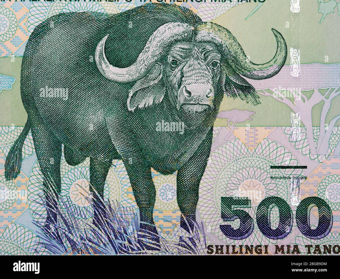 African Buffalo a portrait from Tanzanian money Stock Photo