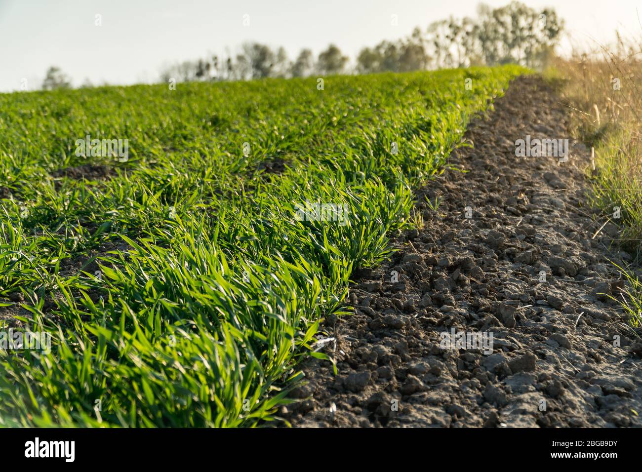 Black soil crops hires stock photography and images Alamy