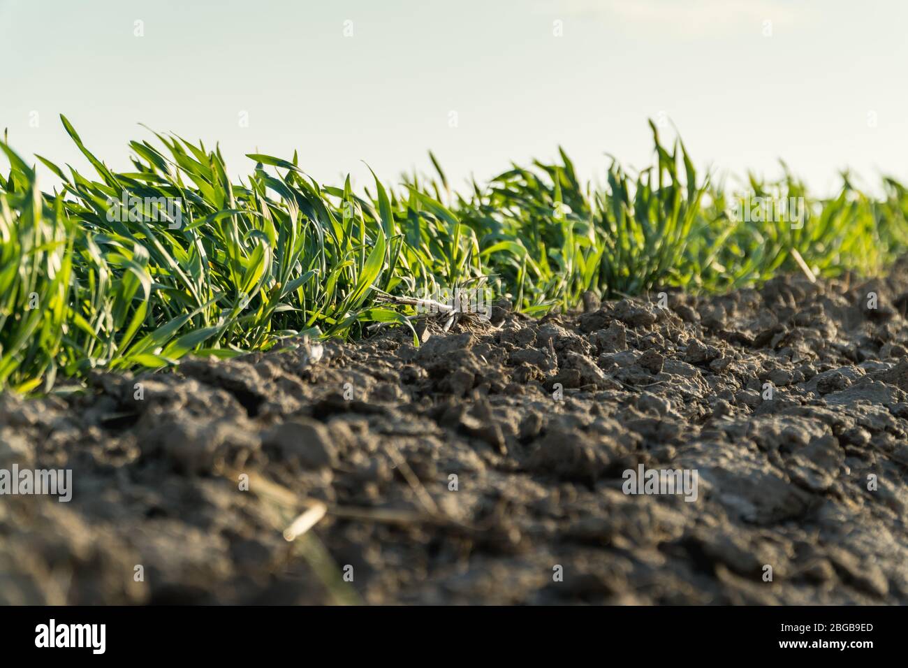 Black soil crops hires stock photography and images Alamy