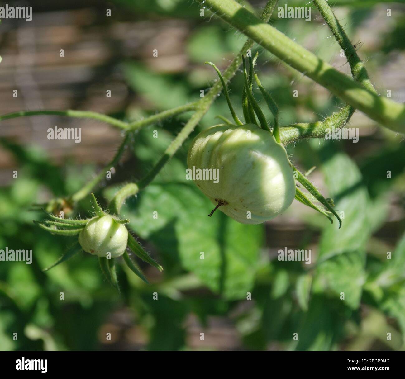 Underripe tomatoes hi-res stock photography and images - Alamy