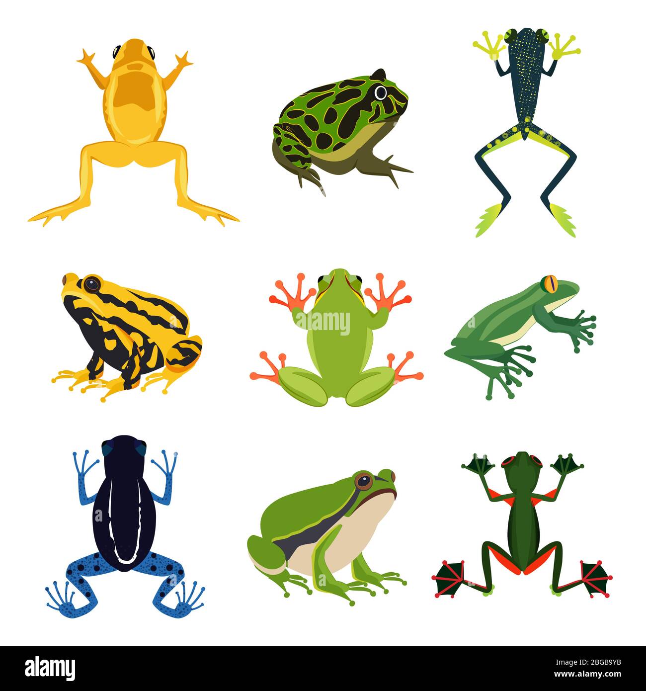 Exotic amphibian set. Different frogs in cartoon style. Green animals isolate on white Stock Vector Image & Art - Alamy Exotic amphibian set. Different frogs in cartoon style. Green animals isolate on white Stock Vector Image & Art - Alamy
