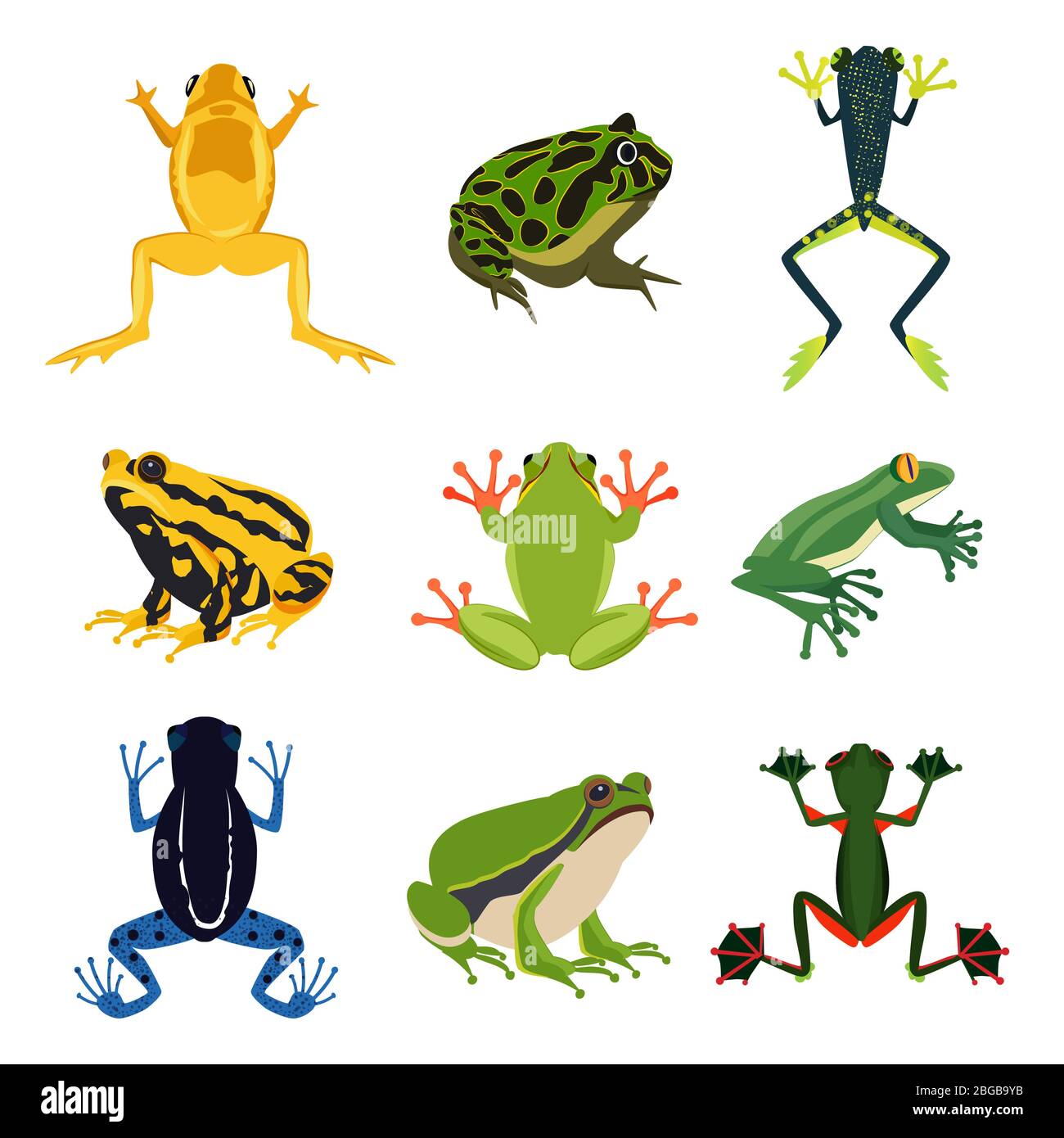 Exotic amphibian set. Different frogs in cartoon style. Green animals isolate on white Stock Vector