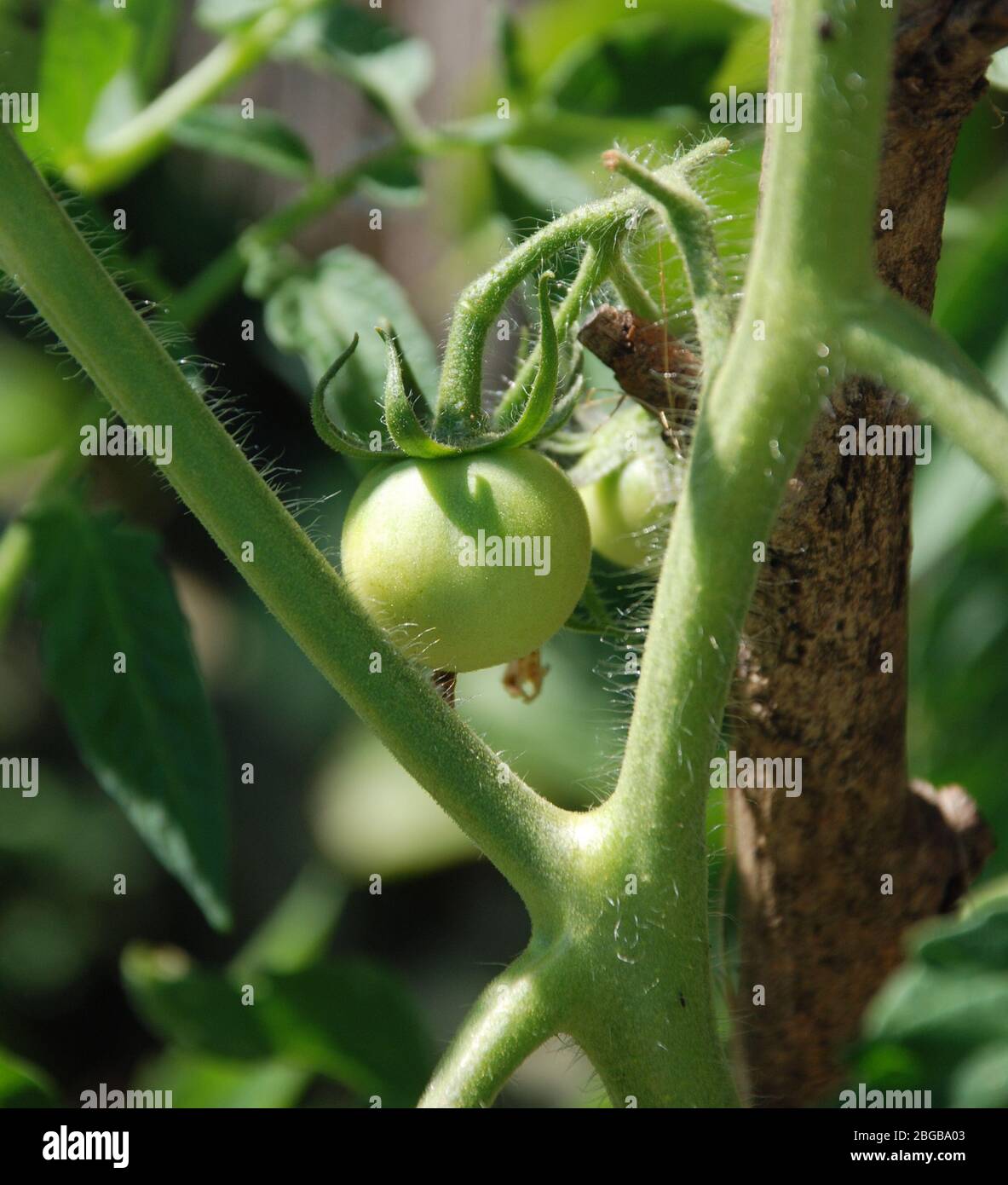 Underripe tomatoes hi-res stock photography and images - Alamy