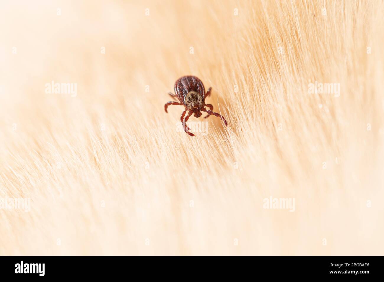 ornate dog tick, meadow tick or marsh tick hiding in dog fur Stock