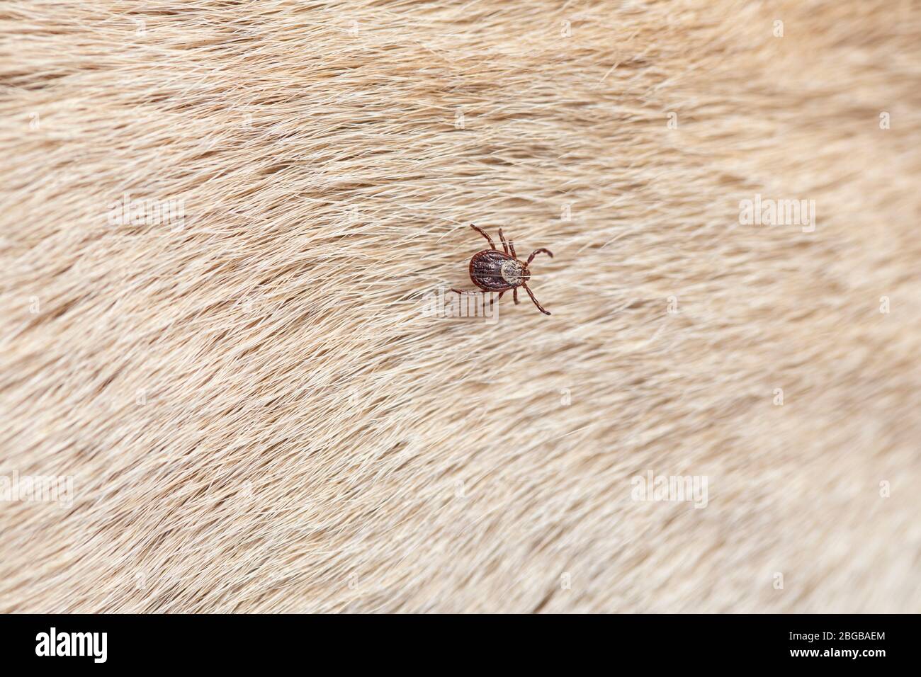 Infected female tick on dog fur. Copy spaces. Stock Photo