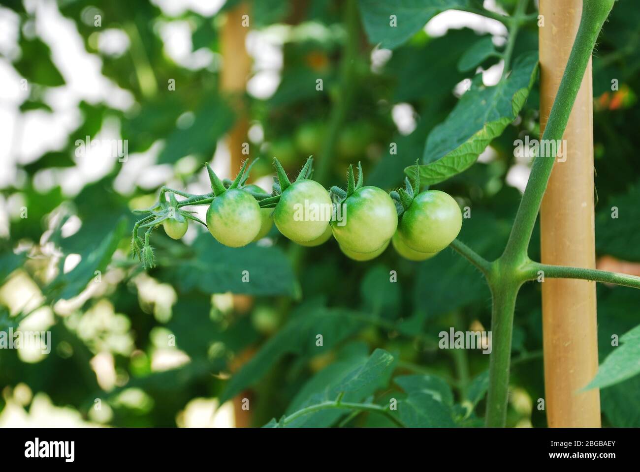 Small under ripe tomatoes growing on the vine Stock Photo - Alamy