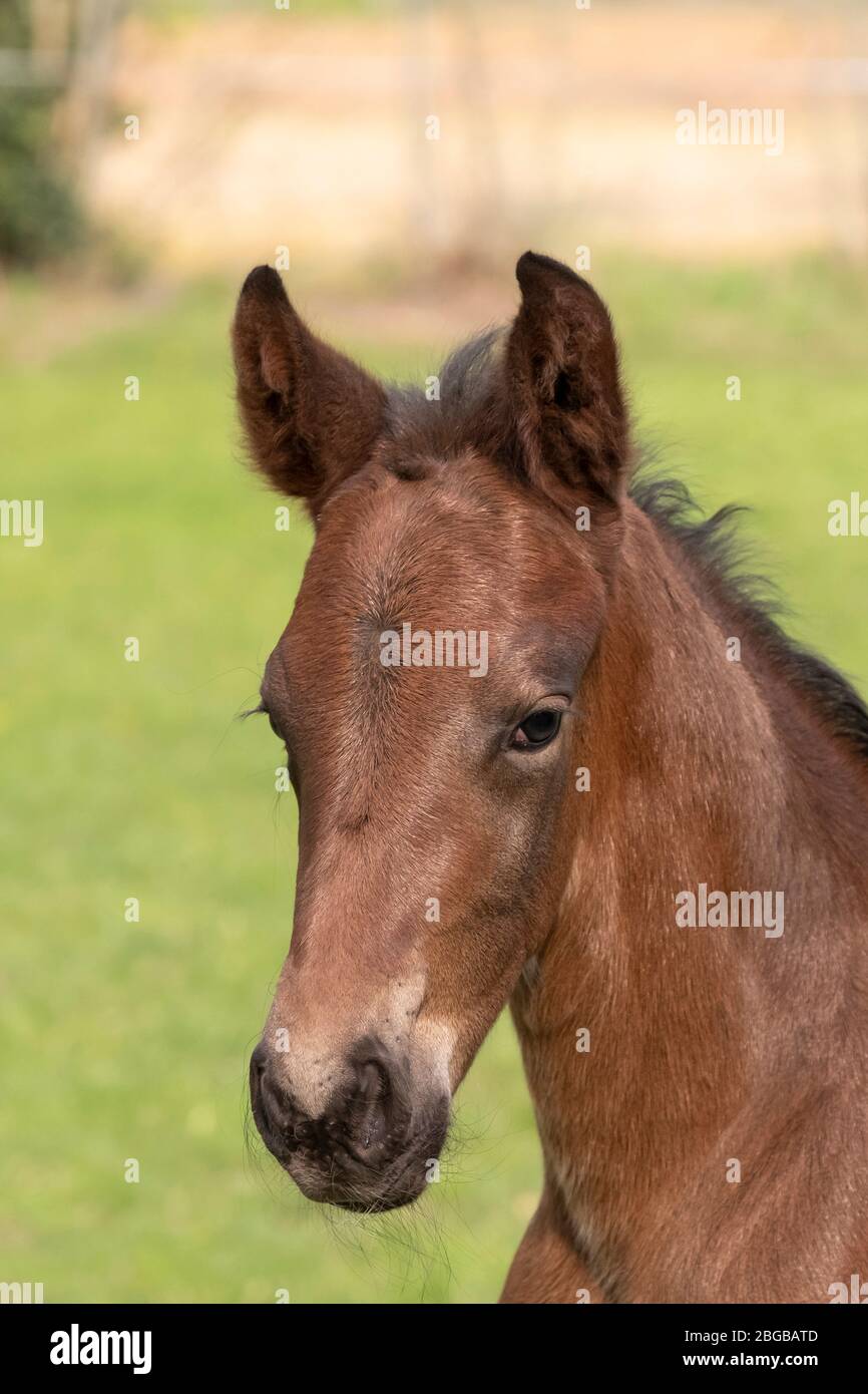stallion child carrier