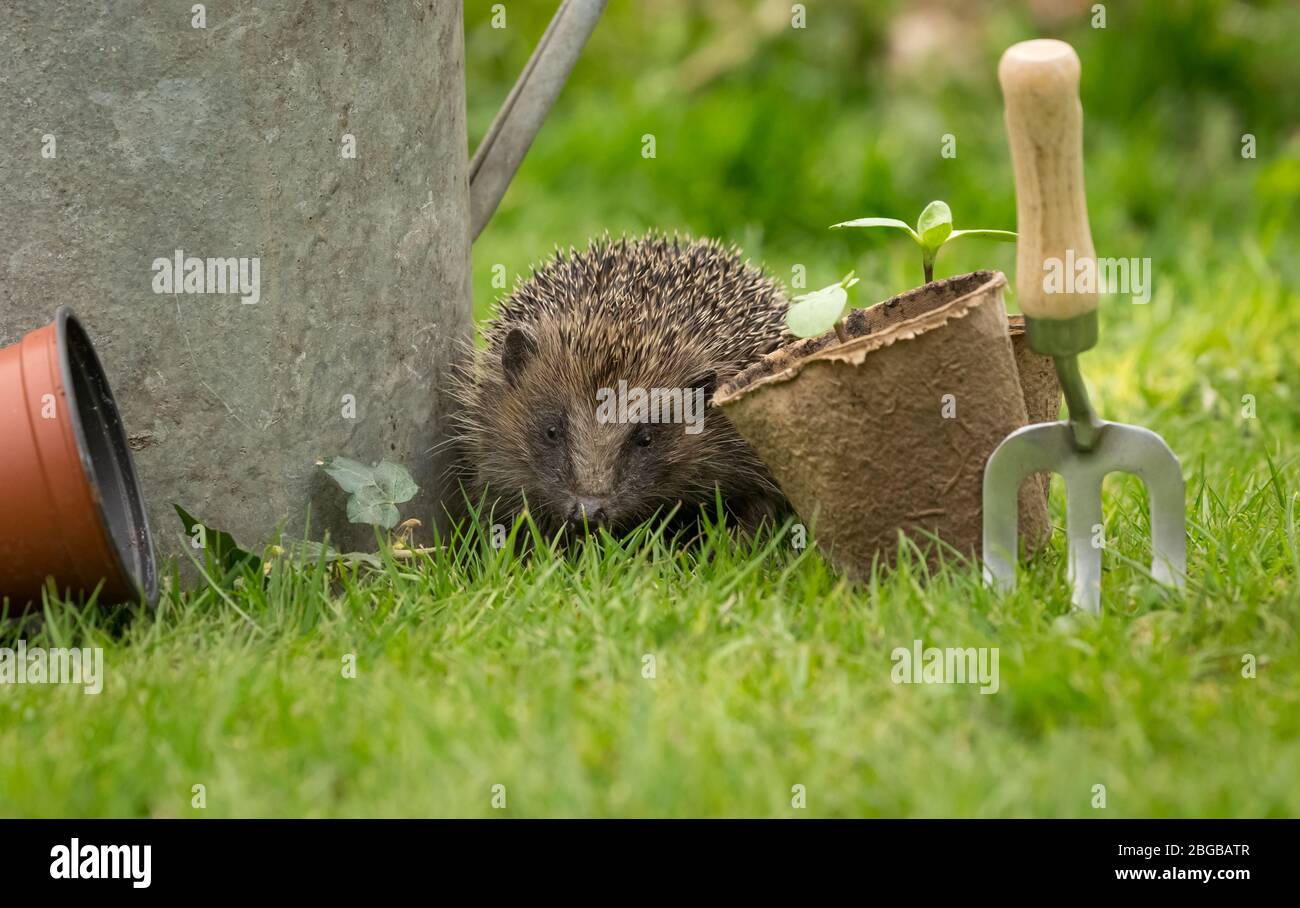 Hedgehog, (Scientific name: Erinaceus Europaeus). Close up of a wild, native, European hedgehog in Springtime foraging in the garden.  Landscape Stock Photo