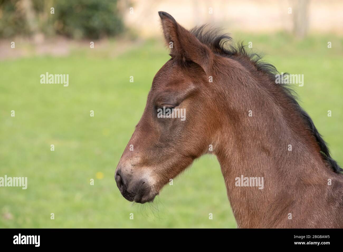 stallion child carrier