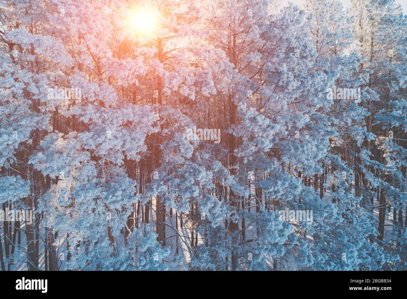 Pine snowy forest in winter. Trees covered with snow. Aerial view ...