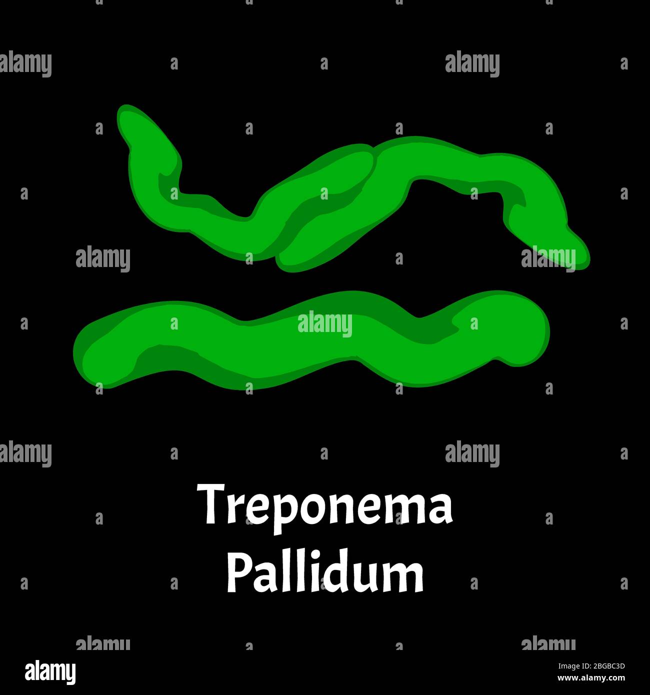 Syphilis. Treponema pallidum, Spirochaetaceae. Bacterial infections. Sexually transmitted diseases. Infographics. illustration on isolated background. Stock Vector