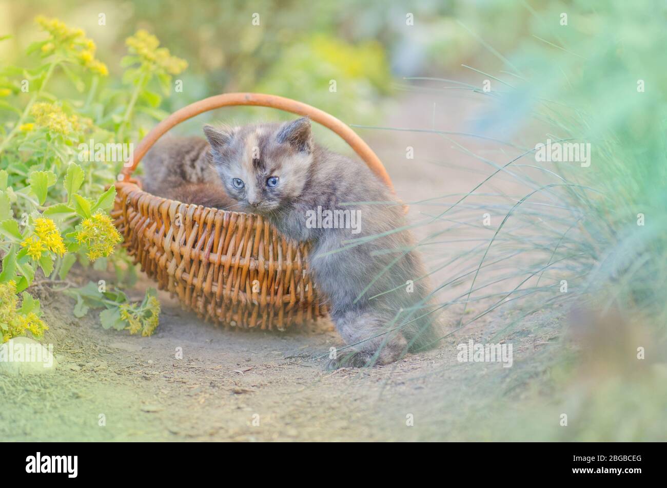 Kittens Playing Together High Resolution Stock Photography and Images