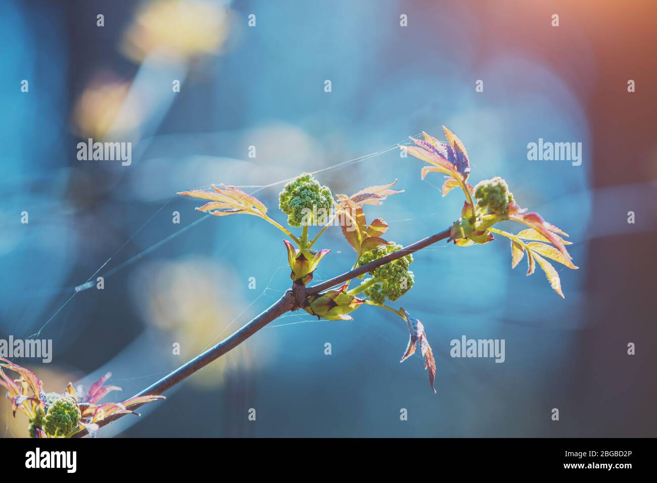 Branch of a young flowering elderberry (Sambucus) in early spring. Elderberry shrub nature background Stock Photo