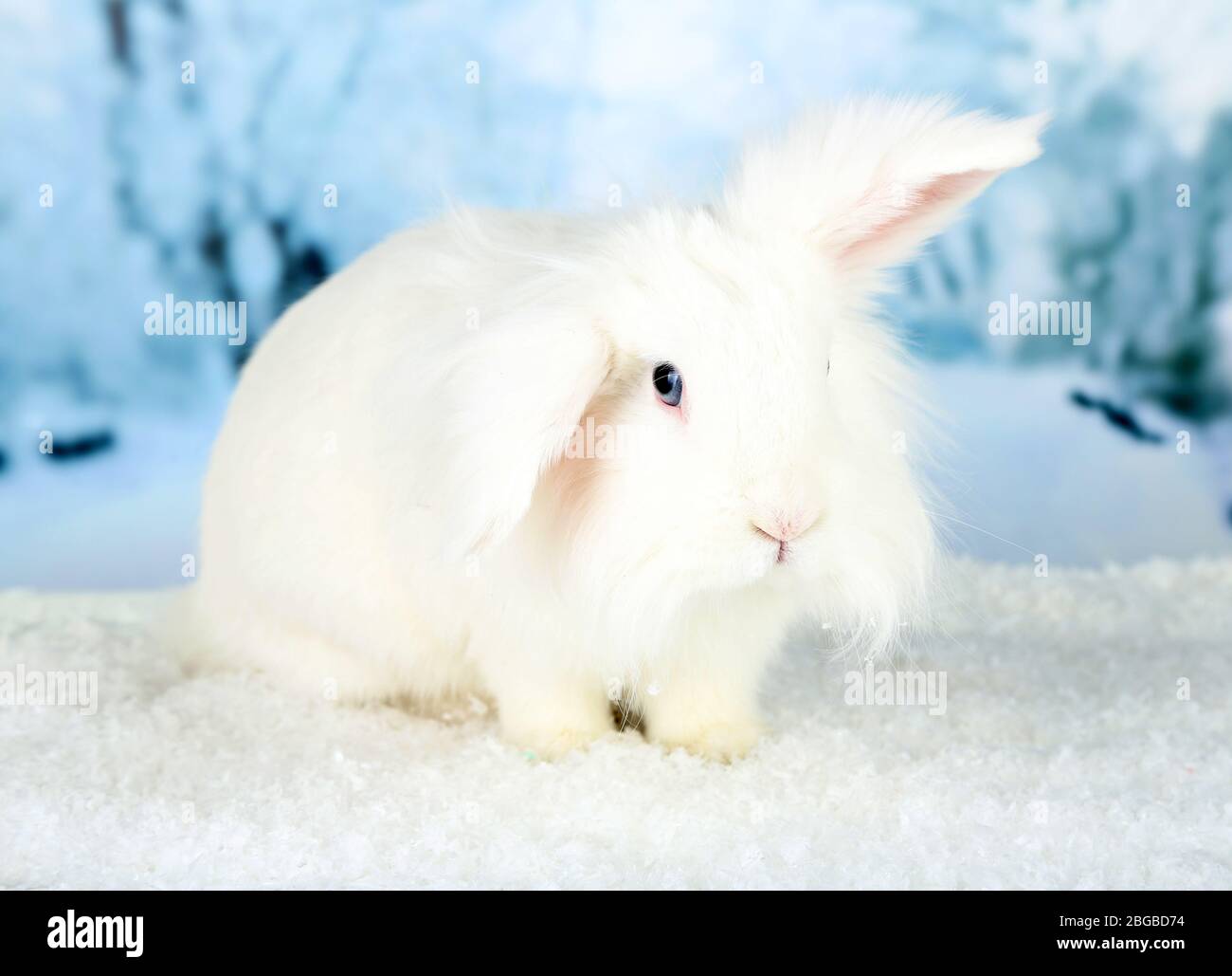White cute rabbit, on winter background Stock Photo - Alamy