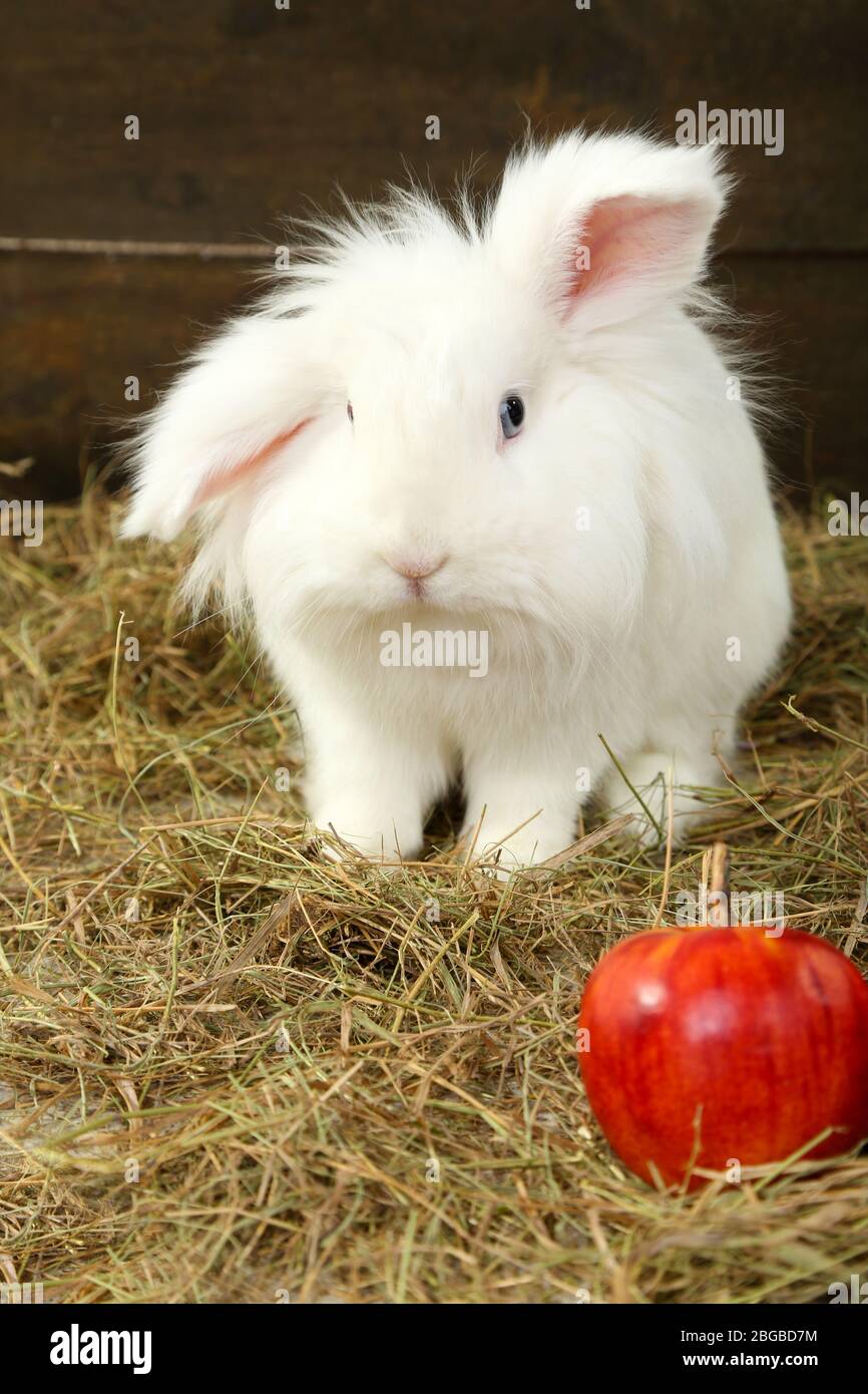 Cute rabbit fruit hi-res stock photography and images - Alamy