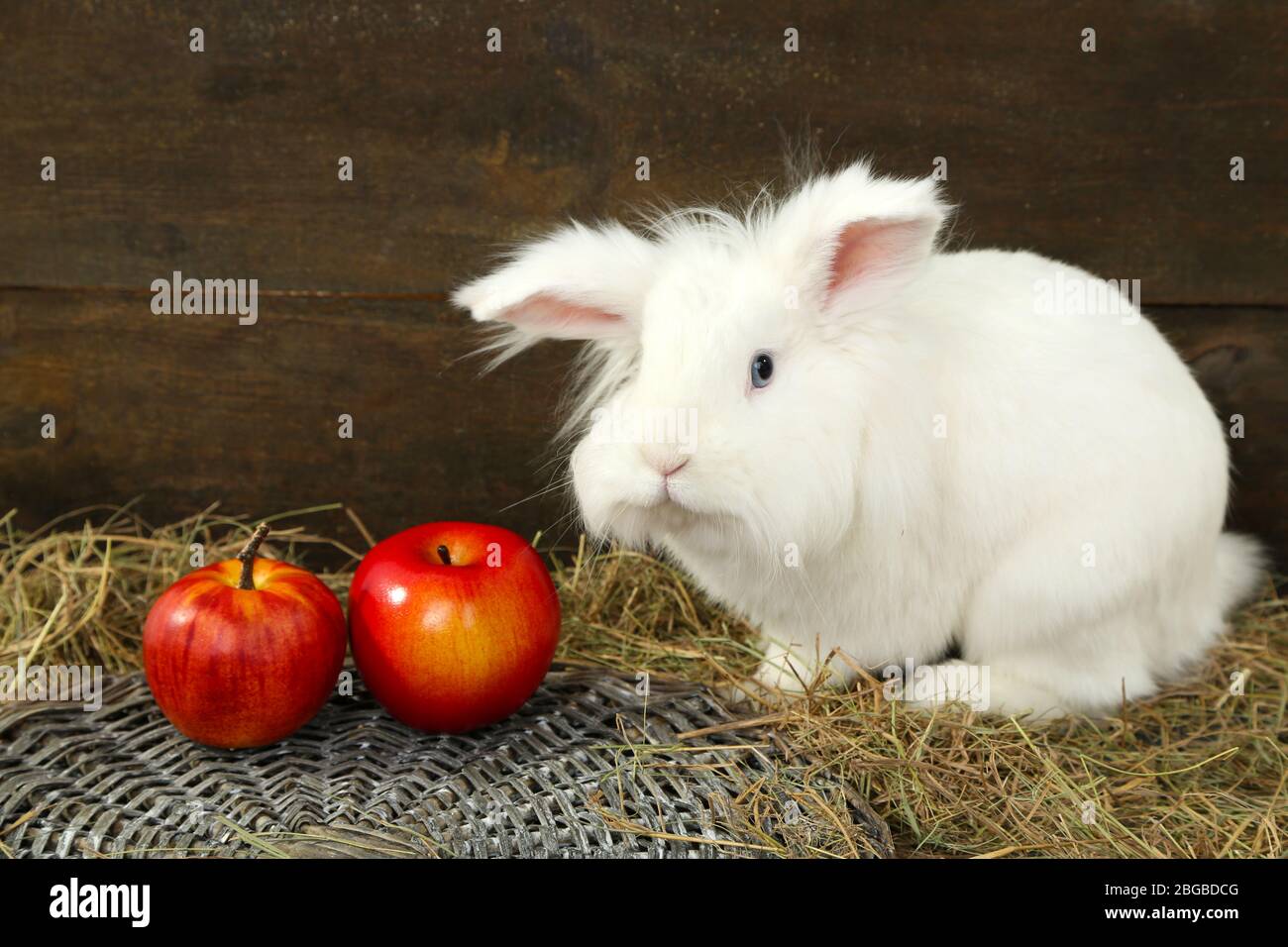 Яблоки кроликам можно давать. Кролик с яблоками. Кролик ест яблоко. Яблочки в виде кроликов. Декоративный кролик ест яблоко.