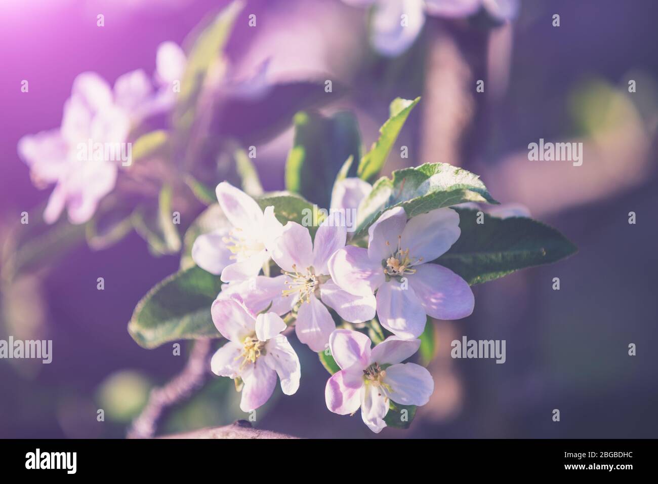 Tree branch spring hi-res stock photography and images - Alamy
