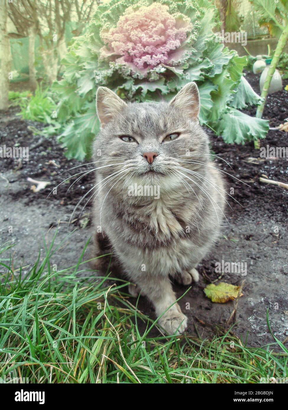 Gray fluffy cat in flower bed. Cute little kitten in the garden. Grey cat playing in garden. Cat