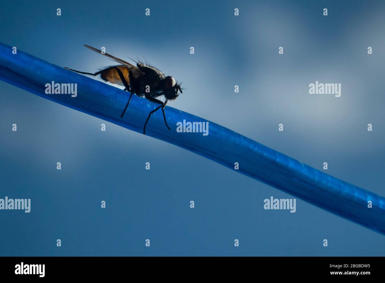 Close-up image of a fly on the blue washing line Stock Photo - Alamy
