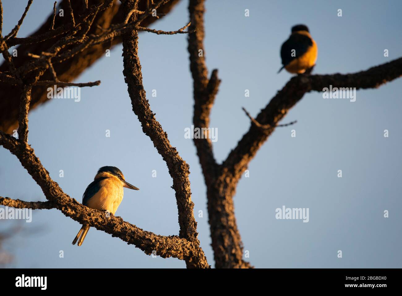 kingfishers perched on tree branches at sunrise. Stock Photo