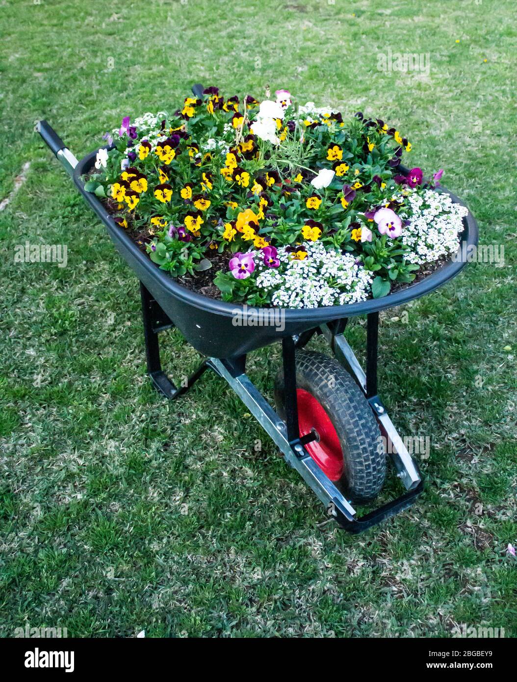 Garden wheelbarrow filled with flowering pansies set on green grass lawn Stock Photo