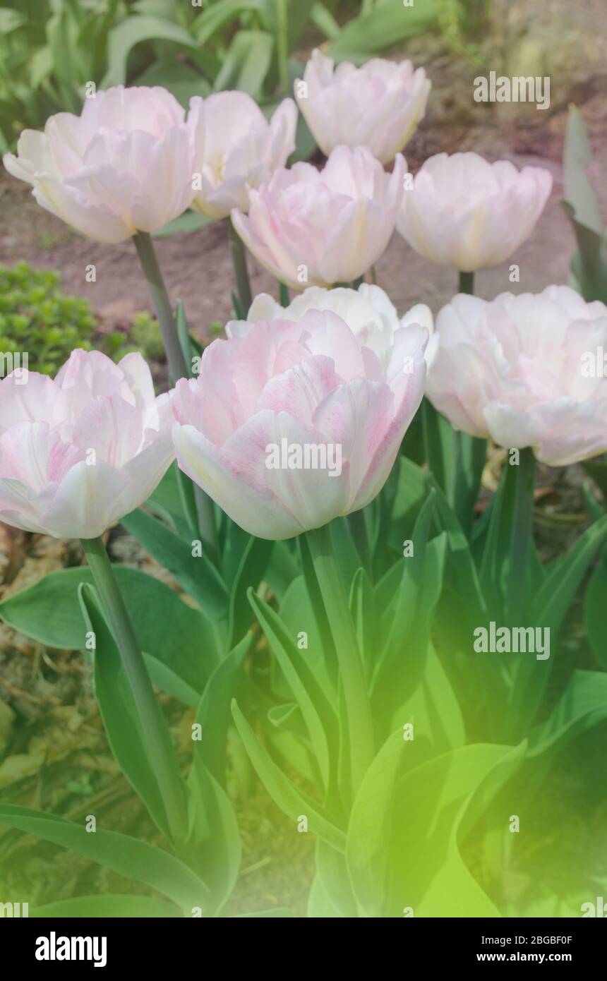 Double pink peony tulip in garden. Beautiful double pink tulip. Flowers by sunlight Stock Photo