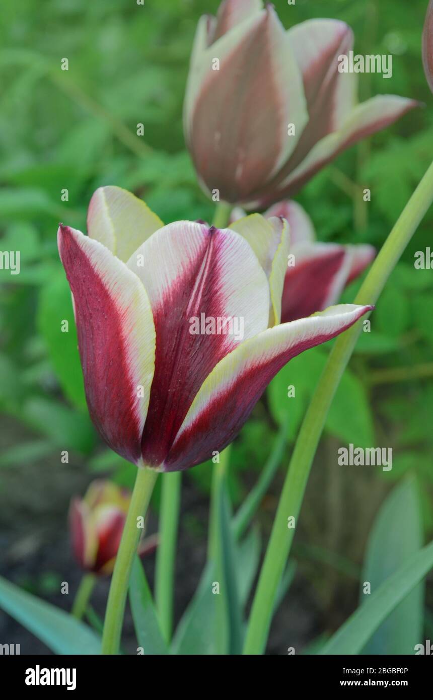 Spring garden with striped  tulip Gavota. Beautiful spring nature. Beautiful flower growing Stock Photo