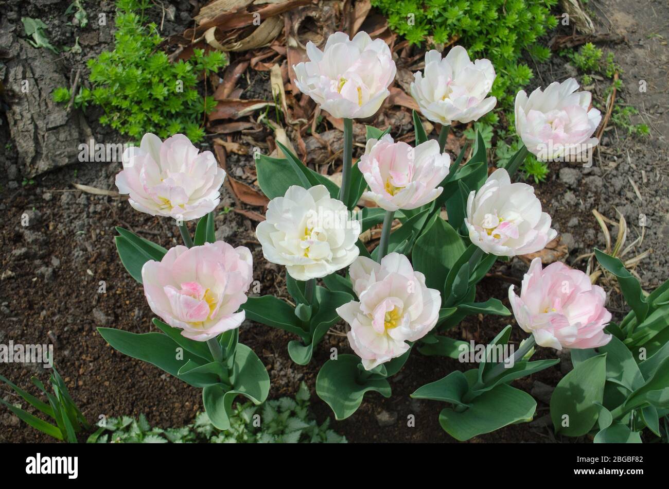 Double pink peony tulip in garden. Pink peony flowered double tulip  Mariage. Stock Photo