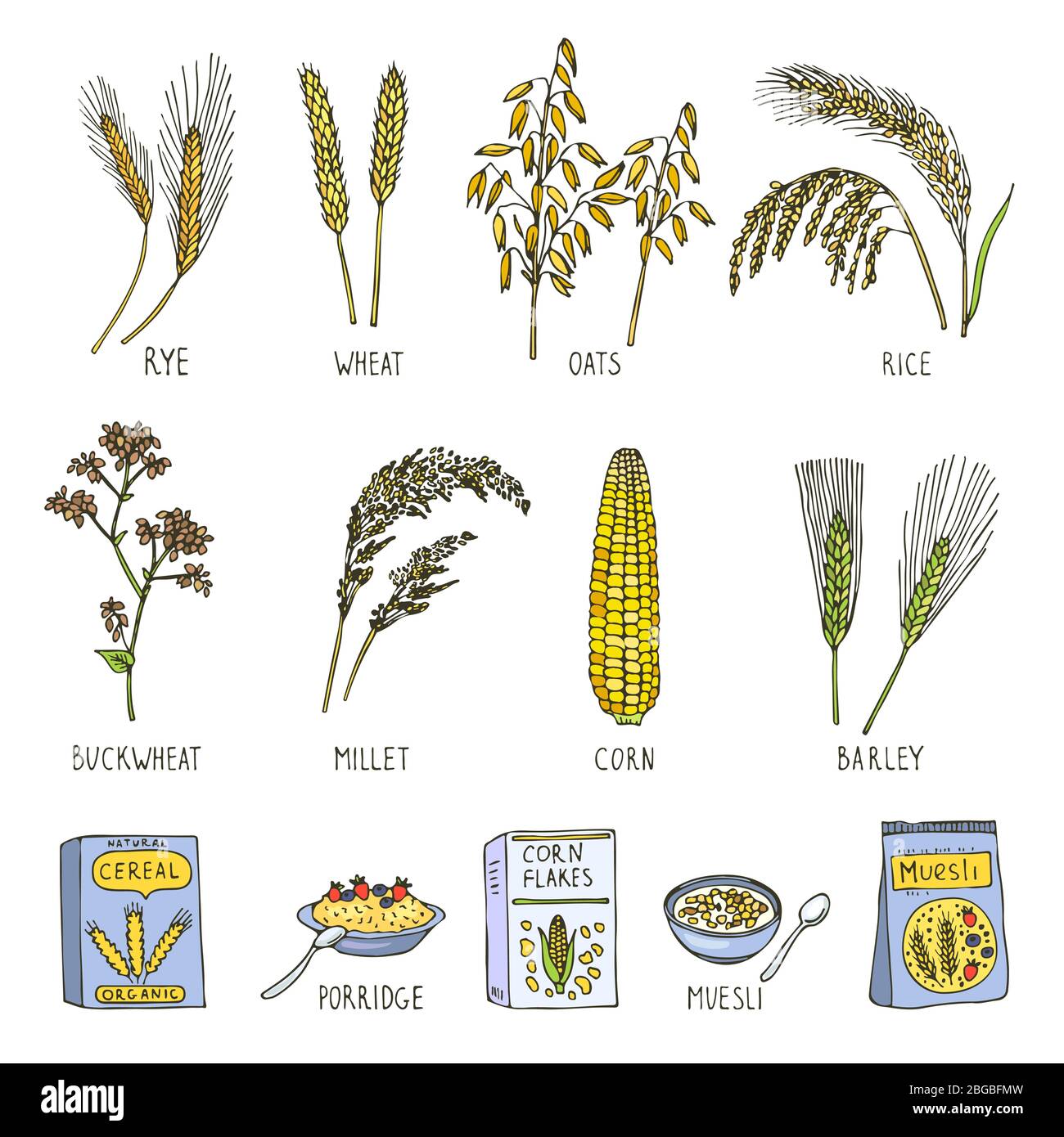 Colored illustrations of cereals. Vector pictures in hand drawn style