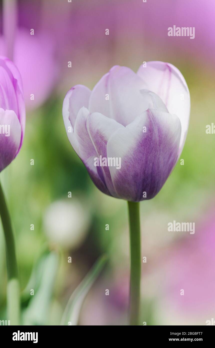 Purpe tulip edged with shades of creamy white. Tulip variety Siesta Stock Photo