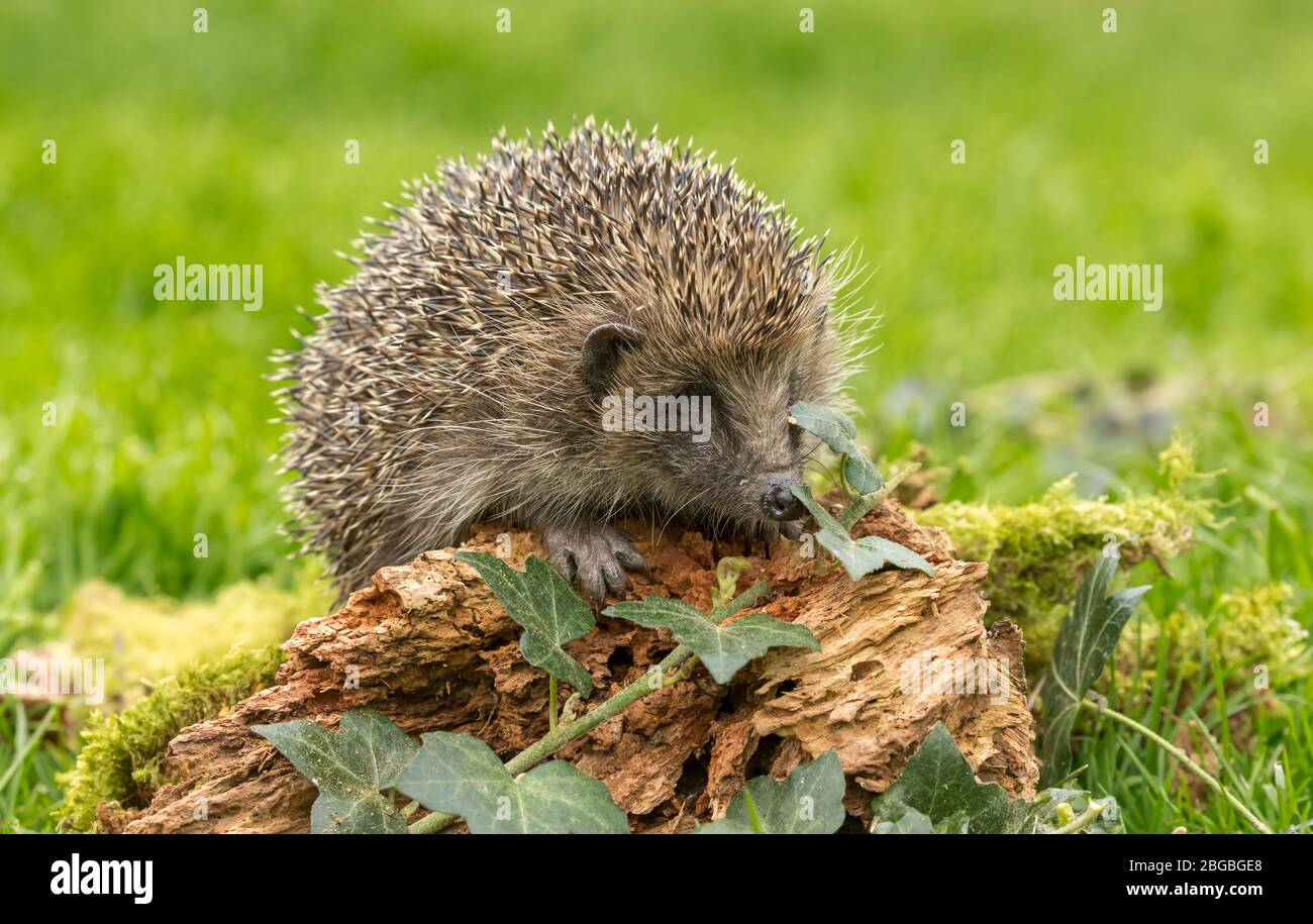 Hedgehog, (Scientific name: Erinaceus Europaeus). Close up of a wild, native, European hedgehog  in Springtime.  Facing right and foraging for grubs Stock Photo