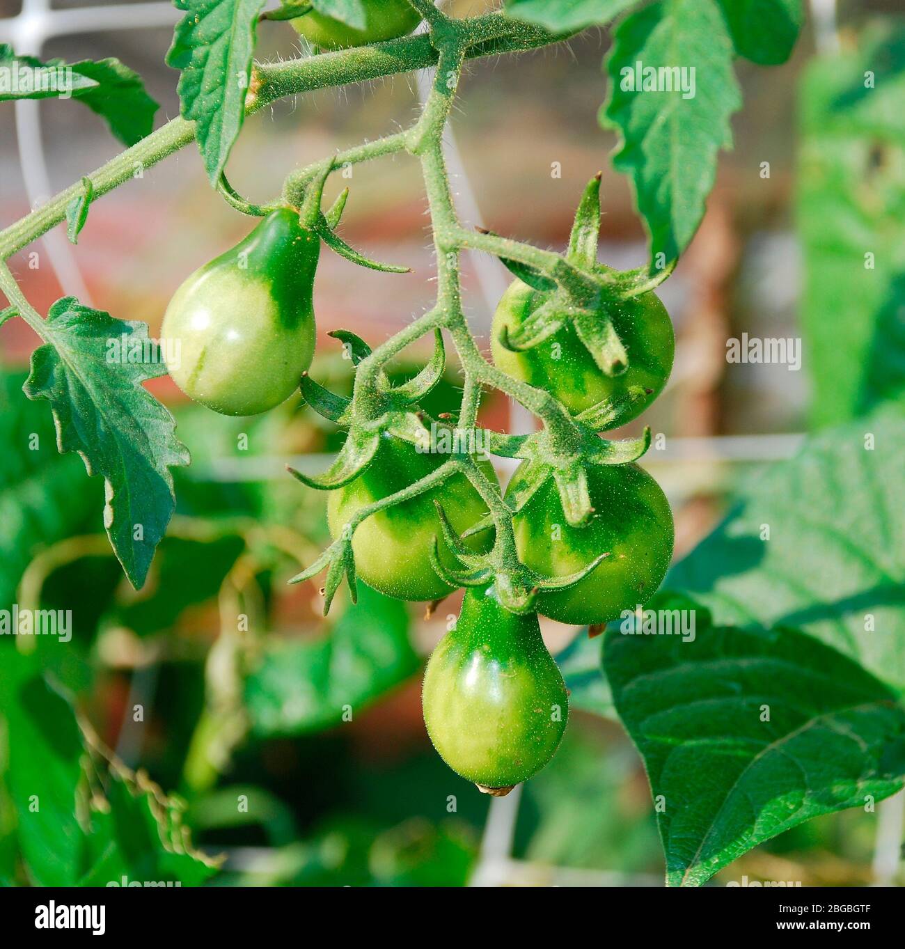 Unripe yellow pear tomatoes, sometimes known as Beam's Yellow Pear, growing on a vine in late summer Stock Photo