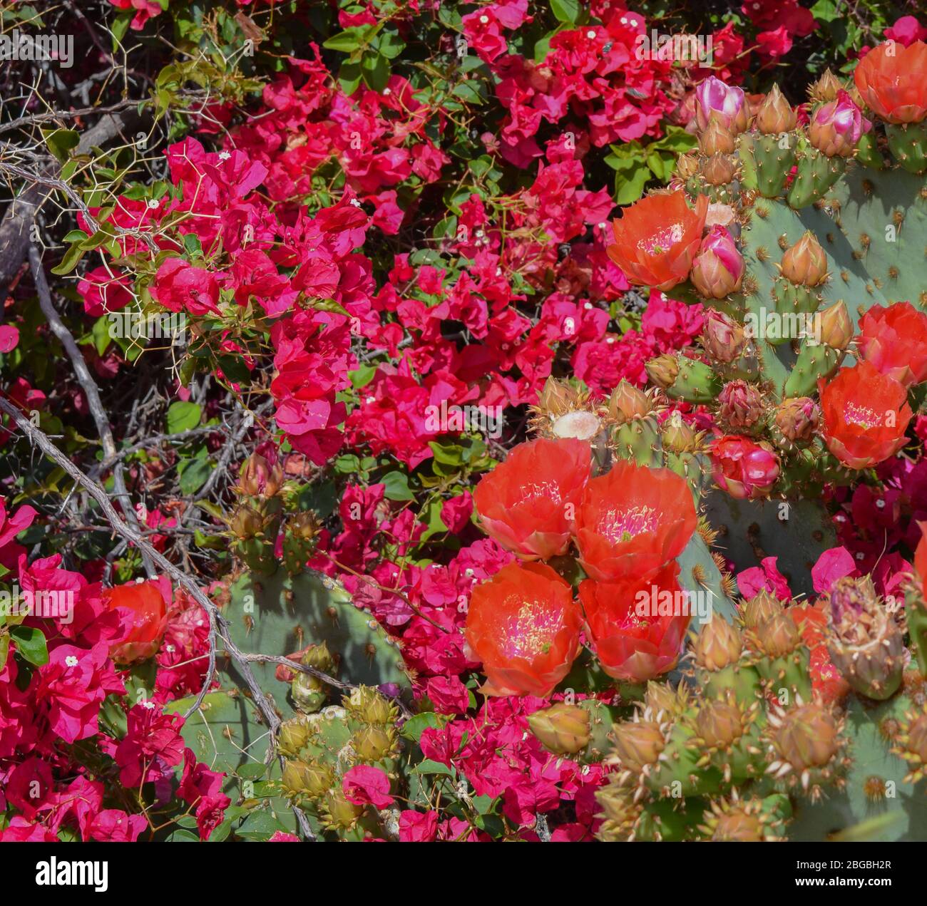 Bougainvillea Flower Picture High Resolution Stock Photography And Images Alamy
